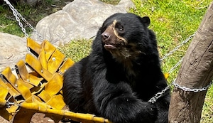 ¡El oso Pandú celebra sus 8 años con una fiesta llena de sorpresas en el Parque de las Leyendas de Huachipa!
