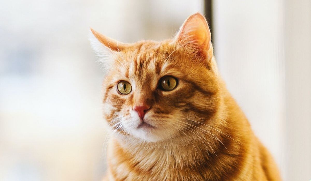 Encontrarás datos interesantes sobre los gatos en esta nota. (Foto referencial - Pexels)