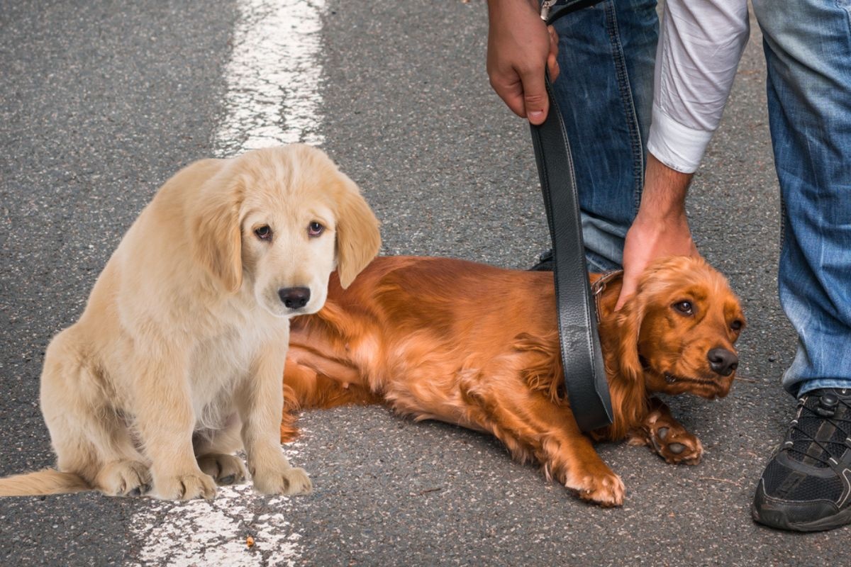 El maltrato animal está penado por ley. Foto: Composición / iStock.