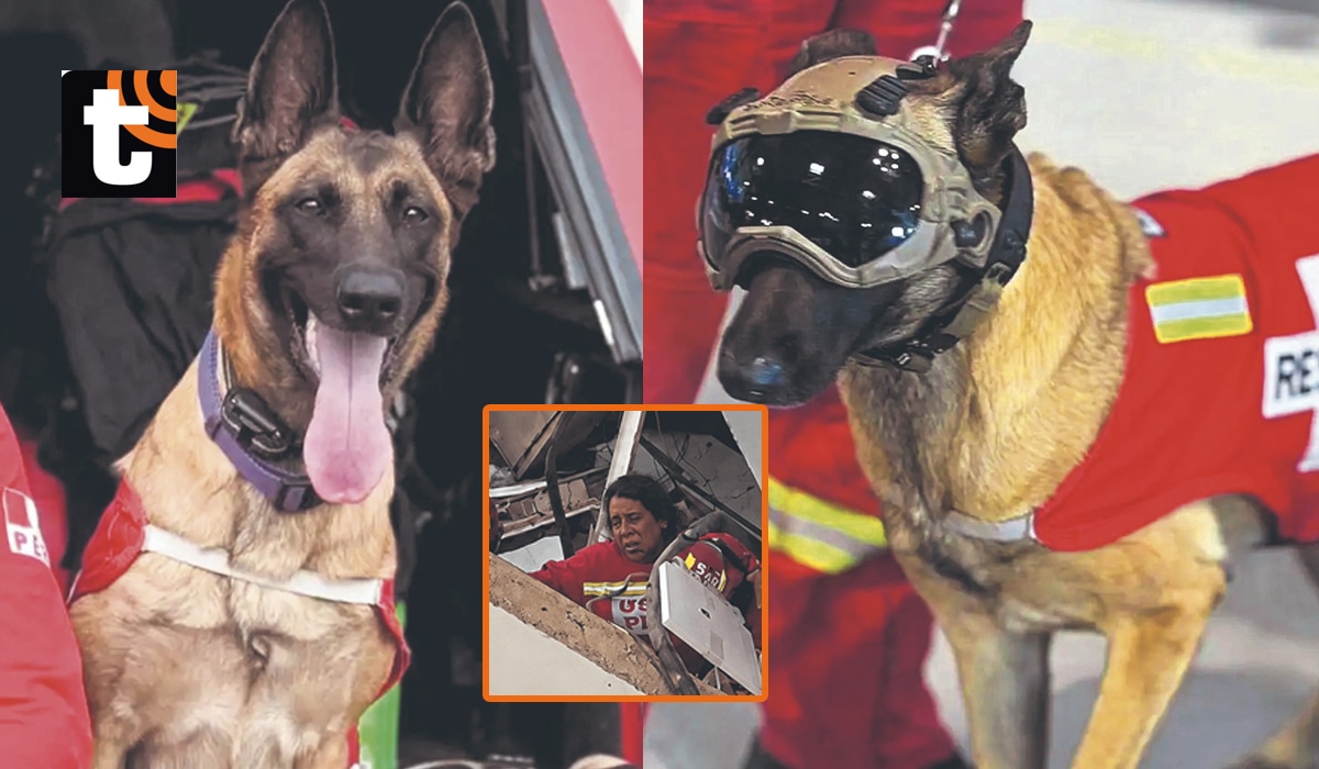 Gracias a su olfato, rescatistas del Cuerpo de Bomberos del Perú sacaron de los escombros a señora de 60 años.