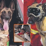 Perrita Kayra salva a mujer atrapada en edificio: can de los bomberos peruanos fue vital para el exitoso rescate