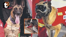 Perrita Kayra salva a mujer atrapada en edificio: can de los bomberos peruanos fue vital para el exitoso rescate