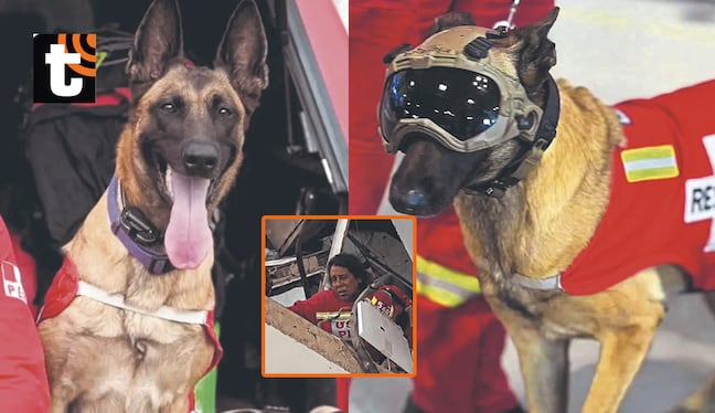 Gracias a su olfato, rescatistas del Cuerpo de Bomberos del Perú sacaron de los escombros a señora de 60 años.