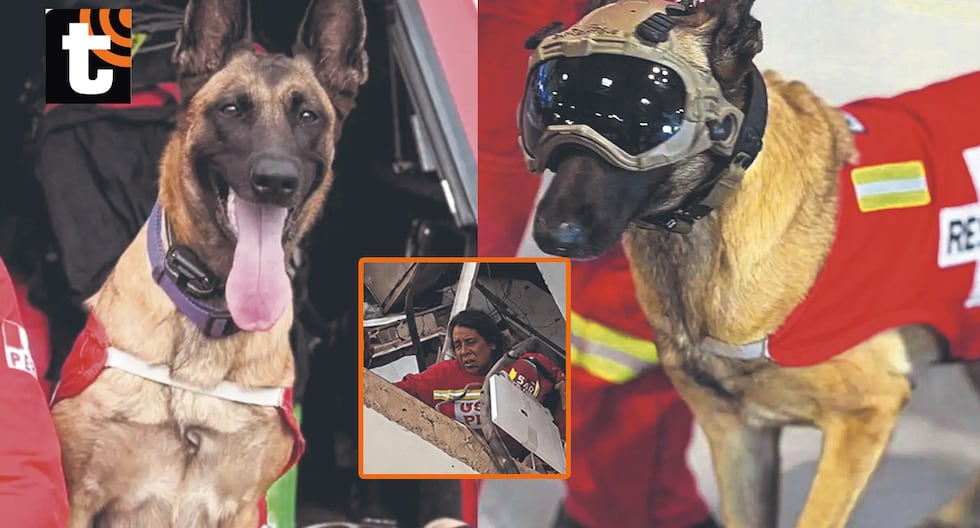 Perrita Kayra salva a mujer atrapada en edificio: can de los bomberos peruanos fue vital para el exitoso rescate