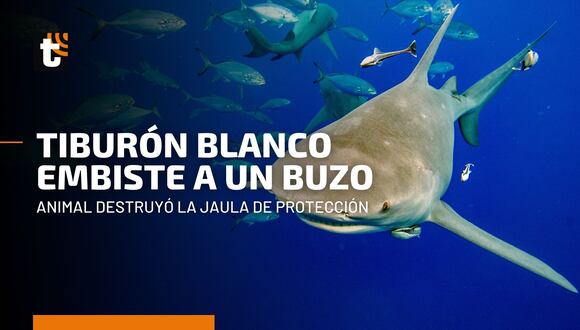 Ataques de tiburones