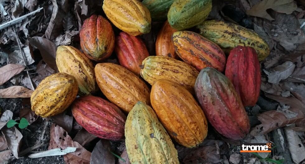 Cacao y chocolate peruanos brillaron en la final mundial International Chocolate Awards 2020-21 Reconocimientos por su calidad y sabor.