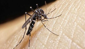 Alertan por epidemia de dengue en el Perú