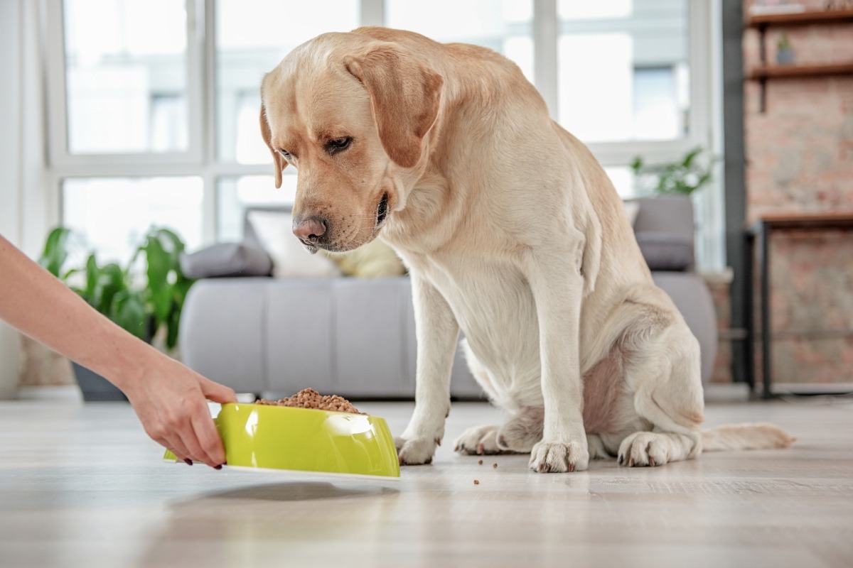 No pierdas la calma, conducta es más normal de lo que crees. Foto: Istock.