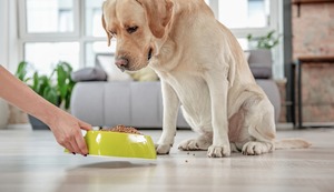 ¿Por qué mi perro come menos en verano? ¿Conducta es normal? ¿Cómo estimular su apetito?