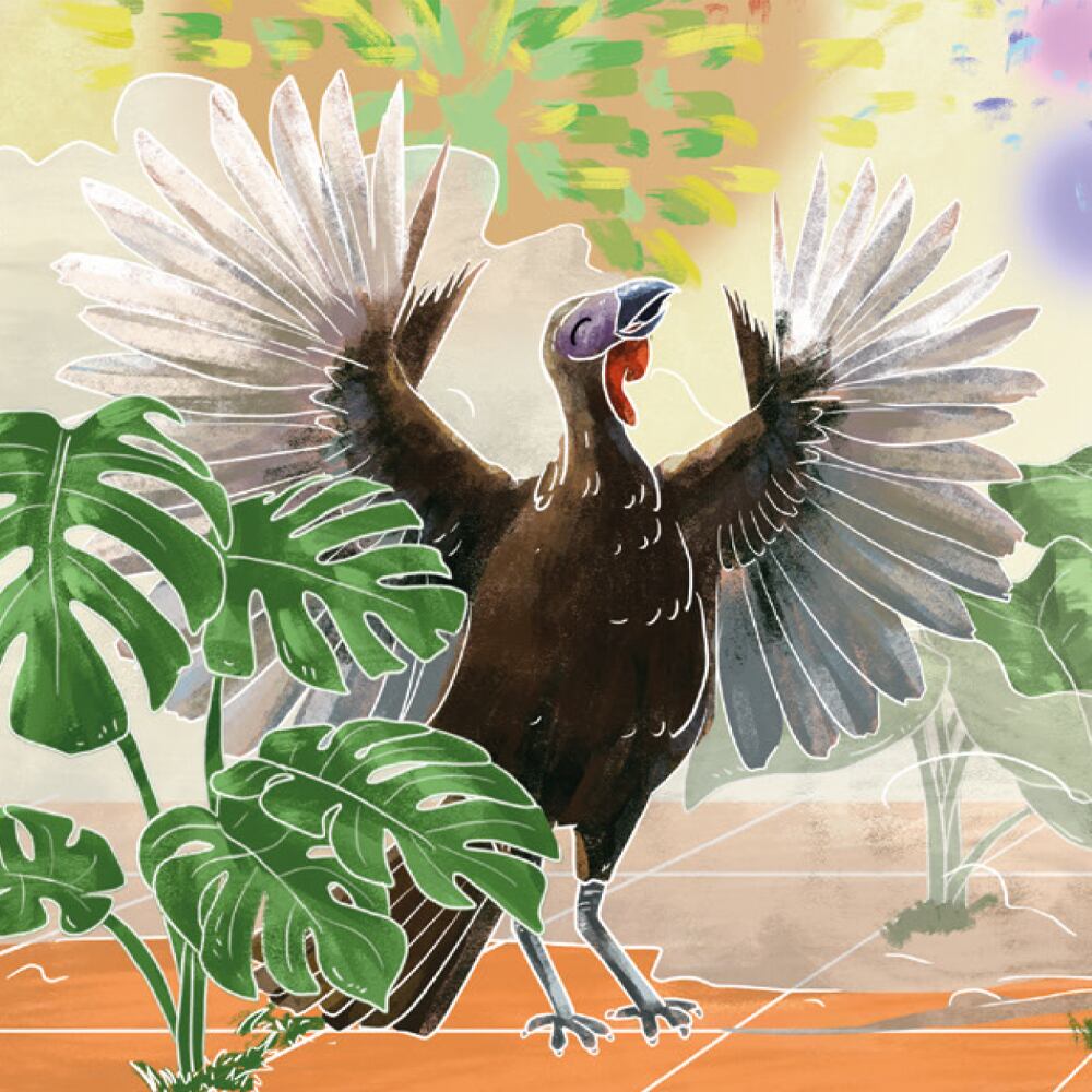 Es un ave madrugadora (se levanta a las 5:30 a. m.). Se encuentra amenazado por la destrucción de su hábitat.