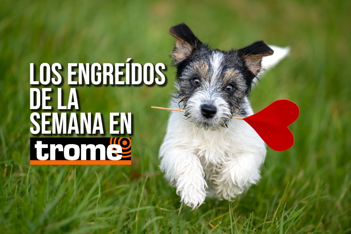 Conoce a los engreídos de nuestros lectores y anímate a participar. Foto: Istock.