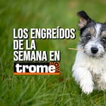 ¡Caritas que enamoran! Estos peluditos te robarán el corazón