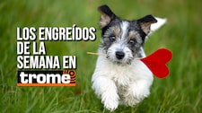 ¡Caritas que enamoran! Estos peluditos te robarán el corazón