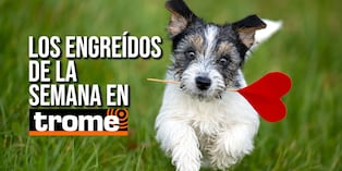 Conoce a los engreídos de nuestros lectores y anímate a participar. Foto: Istock.