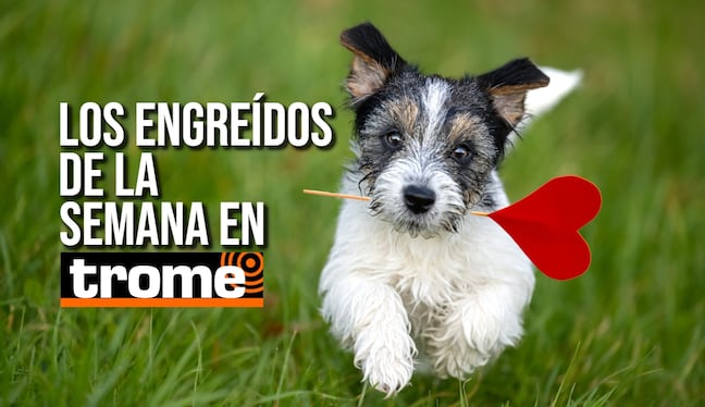 Conoce a los engreídos de nuestros lectores y anímate a participar. Foto: Istock.