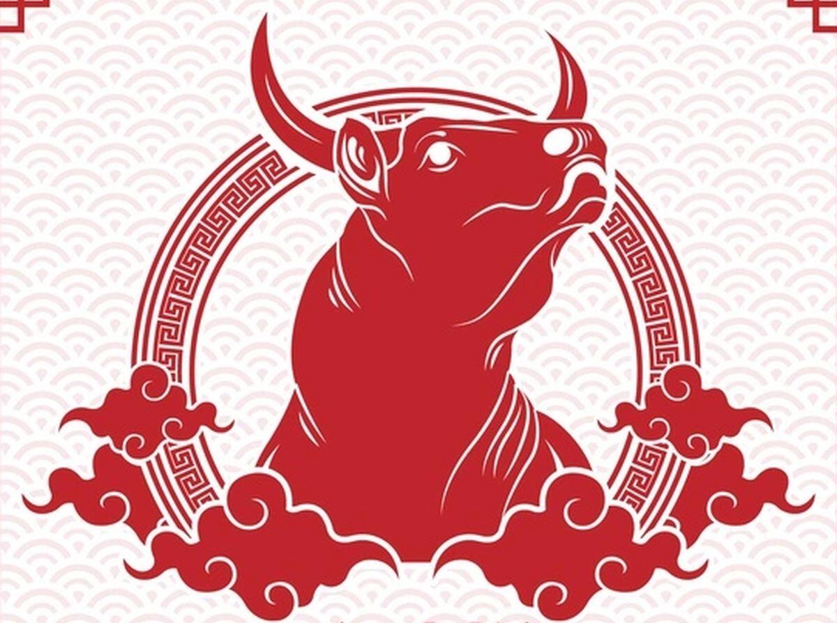 Se dice que los Bueyes son trabajadores, inteligentes y confiables, pero nunca exigen elogios (Foto: Freepik)