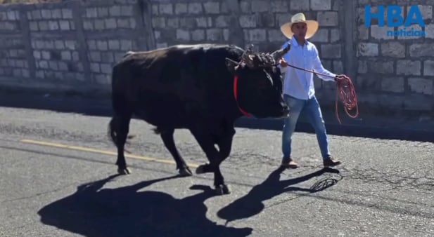 Hombre con su toro llegó a votar en Arequipa.