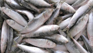 Alimentación saludable en verano: La importacia del consumo del pescado