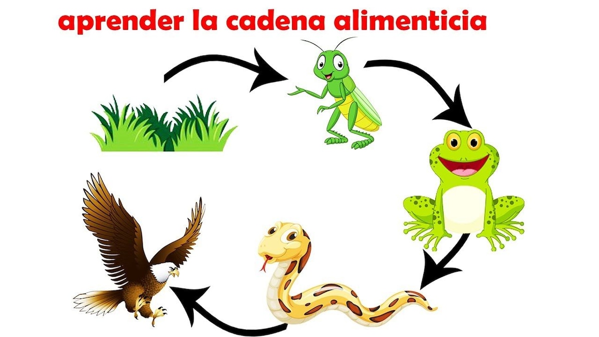 Mundo escolar: ¿Qué son las cadenas alimenticias? | FAMILIA | TROME.COM