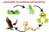 Mundo escolar: ¿Qué son las cadenas alimenticias?