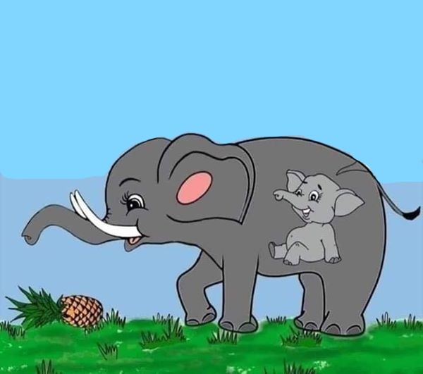 El embarazo del elefante africano dura unos 24 meses.