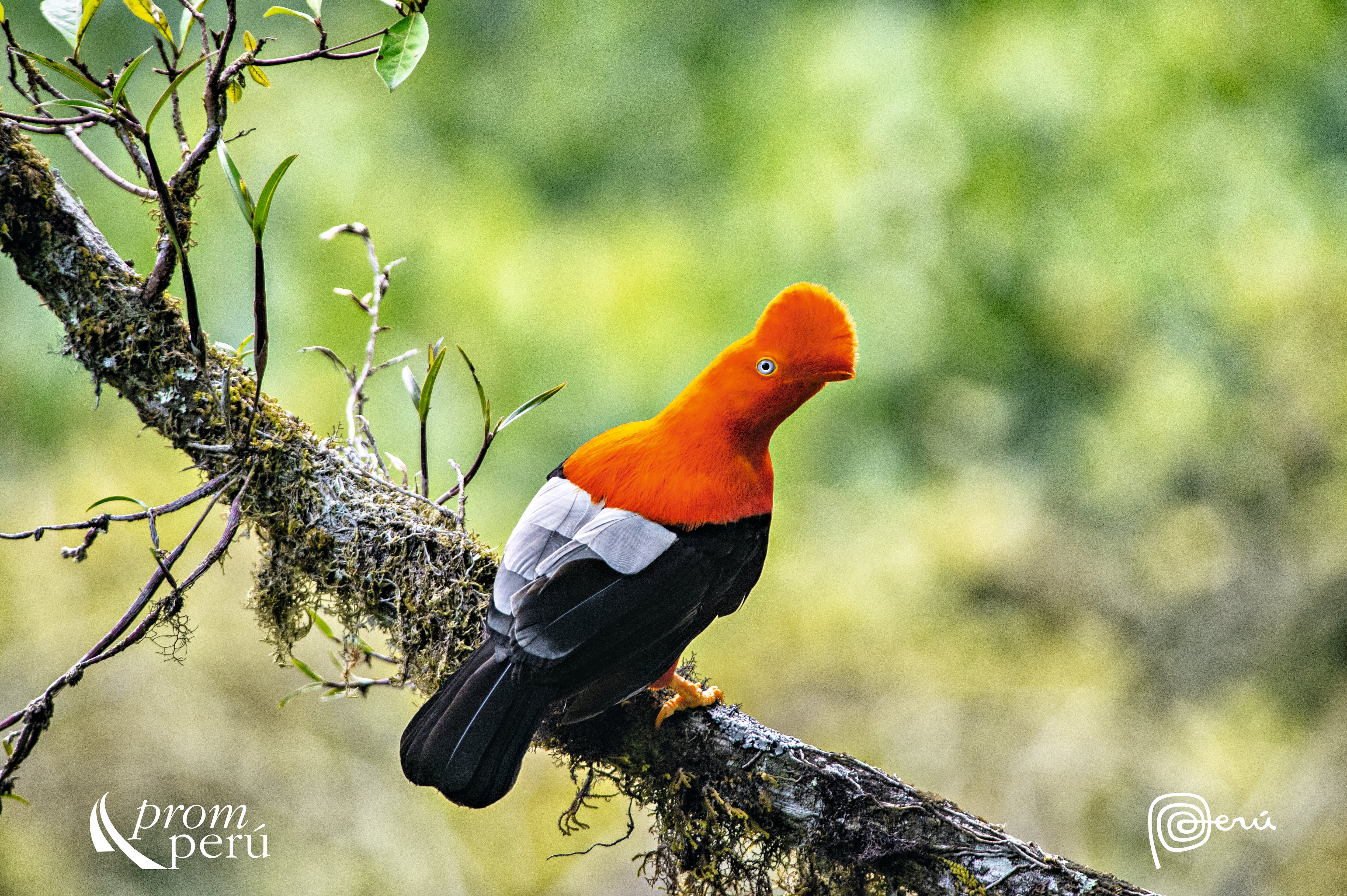 Gallito de las rocas (rupicola peruviana, Andean Cock-of-the-rock) en el Parque Nacional Yanachaga - Chemillén, dentro de la Reserva de Biósfera Oxapampa-Asháninka-Yánesha.