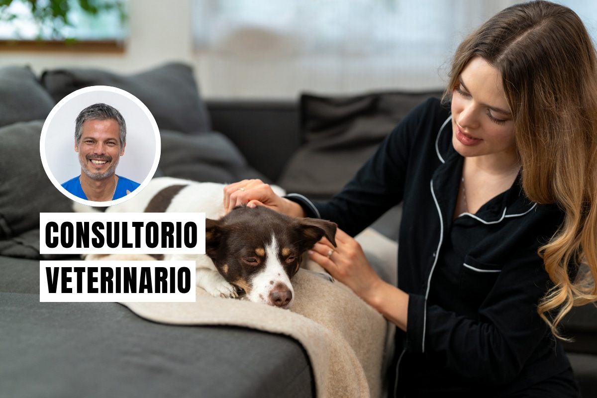 La otitis en perros es una inflamación del conducto auditivo que suele presentarse a causa de bacterias, hongos o alergias. Foto: composición/Istock