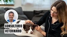 Otitis en perros: detecta las primeras señales y evita complicaciones