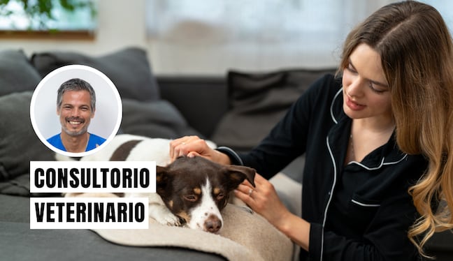 La otitis en perros es una inflamación del conducto auditivo que suele presentarse a causa de bacterias, hongos o alergias. Foto: composición/Istock
