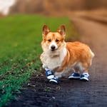 Cuidado en los paseos: sigue estos consejos para que tu engreído no dañe sus almohadillas en verano