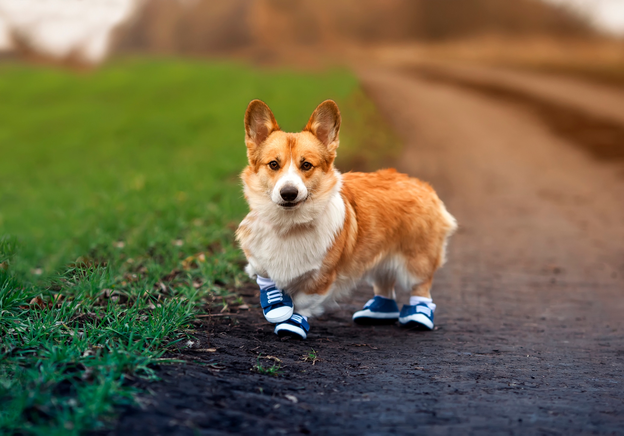 Otra forma de refrescar las almohadillas de tu perrito es mojarlas con agua fría después de cada paseo. Eso sí, luego debes secarlas muy bien, para evitar la aparición de hongos. Foto: Istock