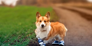 Otra forma de refrescar las almohadillas de tu perrito es mojarlas con agua fría después de cada paseo. Eso sí, luego debes secarlas muy bien, para evitar la aparición de hongos. Foto: Istock