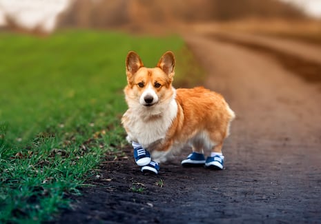Cuidado en los paseos: sigue estos consejos para que tu engreído no dañe sus almohadillas en verano
