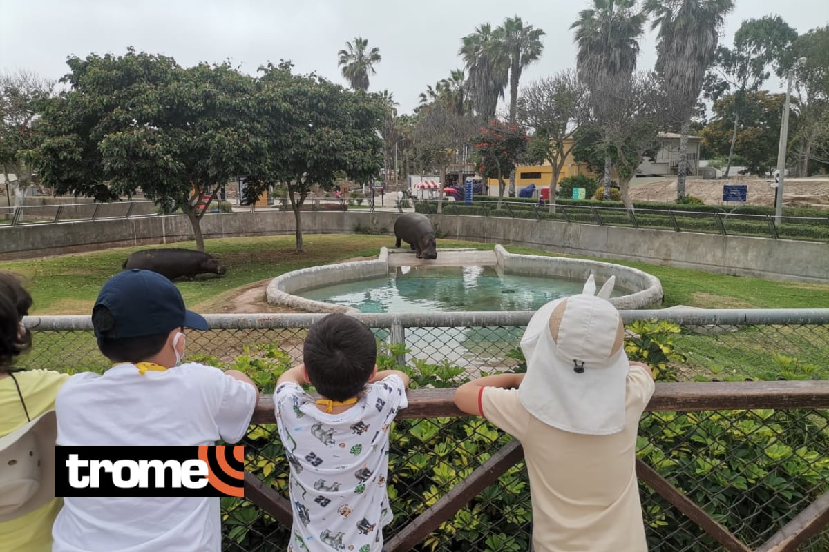 Los niños son los más entusiastas en visitar a los hipopótamos