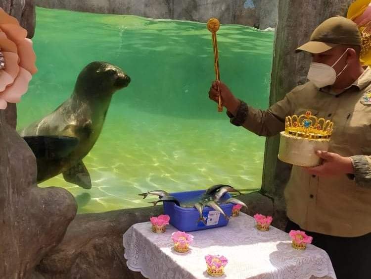 La lobita de mar Luna es una de las engreídas en el Zoológico Huachipa.