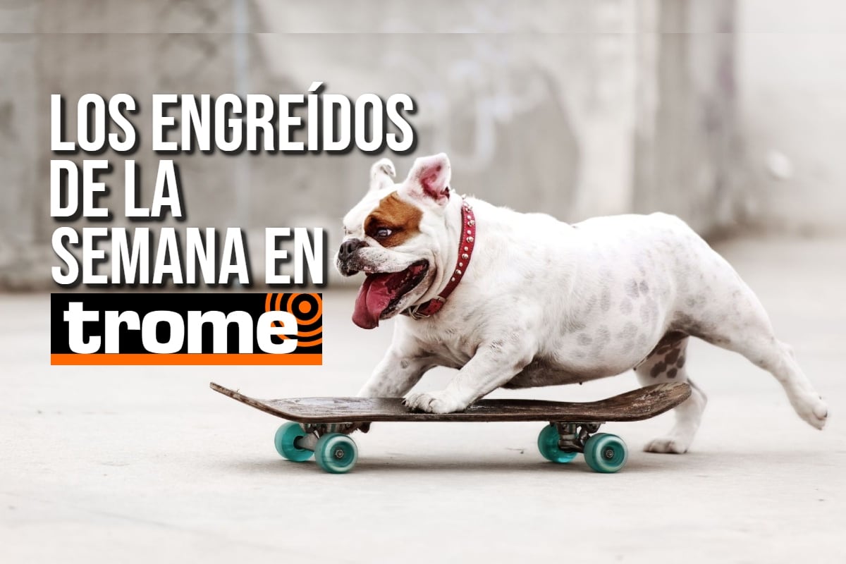 ¡Los reyes de la casa! Conoce a las adorables mascotitas de nuestros lectores