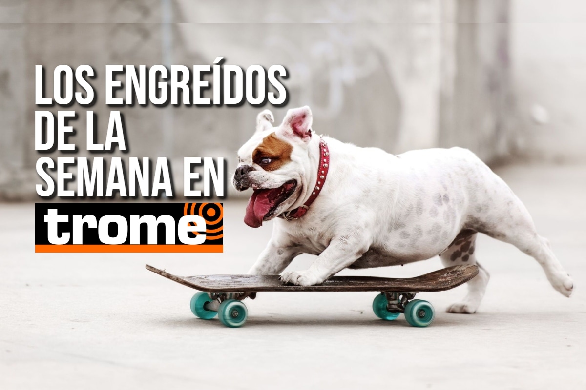 Conoce a las mascotitas de Trome y entérate cómo hacer que tu engreído aparezca en nuestra galería. Foto: Istock.
