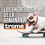 ¡Los reyes de la casa! Conoce a las adorables mascotitas de nuestros lectores