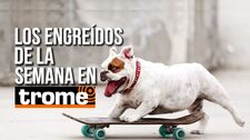 ¡Los reyes de la casa! Conoce a las adorables mascotitas de nuestros lectores