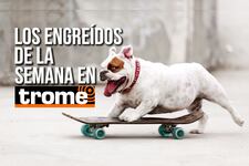 ¡Los reyes de la casa! Conoce a las adorables mascotitas de nuestros lectores