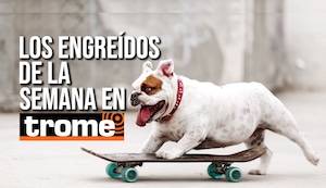 ¡Los reyes de la casa! Conoce a las adorables mascotitas de nuestros lectores