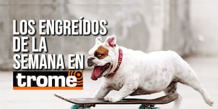 Conoce a las mascotitas de Trome y entérate cómo hacer que tu engreído aparezca en nuestra galería. Foto: Istock.