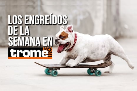 ¡Los reyes de la casa! Conoce a las adorables mascotitas de nuestros lectores