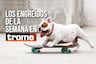 ¡Los reyes de la casa! Conoce a las adorables mascotitas de nuestros lectores