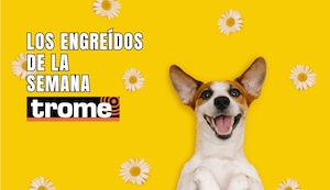 ¡Llegaron los engreídos Trome! Conoce a las mascotas que conquistan corazones