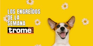 Engreídos Trome