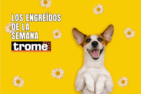 ¡Llegaron los engreídos Trome! Conoce a las mascotas que conquistan corazones