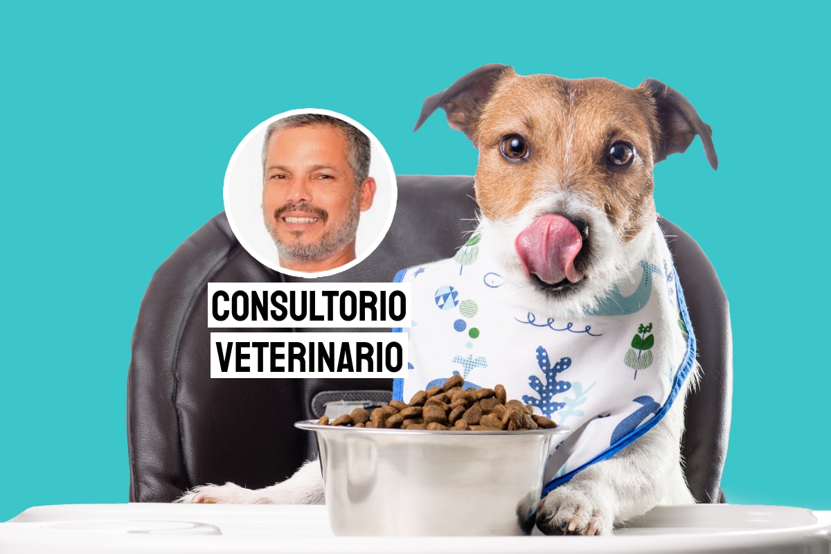 Que tu perro coma rápido suele deberse a instintos de competencia, ansiedad, hambre insaciable o un hábito arraigado desde cachorro. Foto: composición/Istock