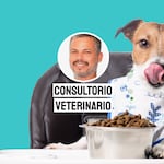 ¿Por qué tu perro come muy rápido? Pancho Cavero lo explica