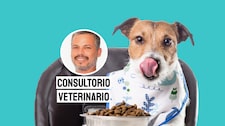 ¿Por qué tu perro come muy rápido? Pancho Cavero lo explica
